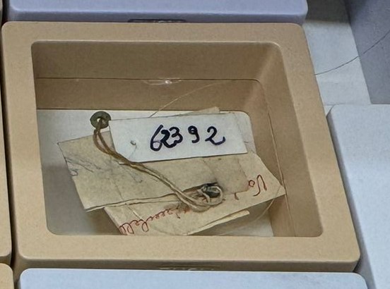 vago di collana; gancetto di tenuta